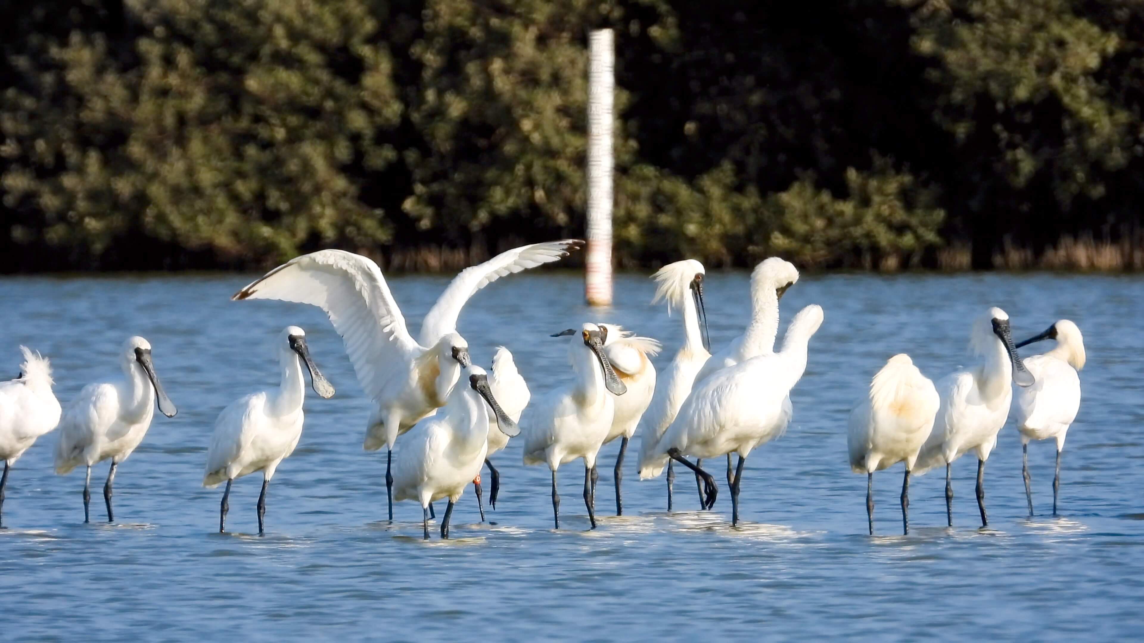 綠色國度｜當發電廠成為保護區：台電的全島生態地圖