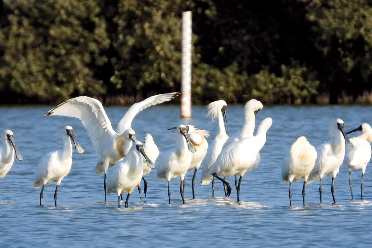 綠色國度｜當發電廠成為保護區：台電的全島生態地圖