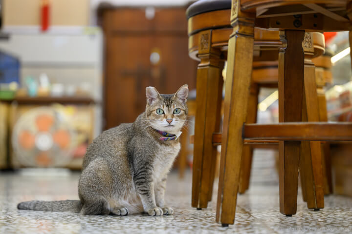 藥材與乾貨的守護者：大稻埕貓店長的百年捕鼠史與「貓生」哲學