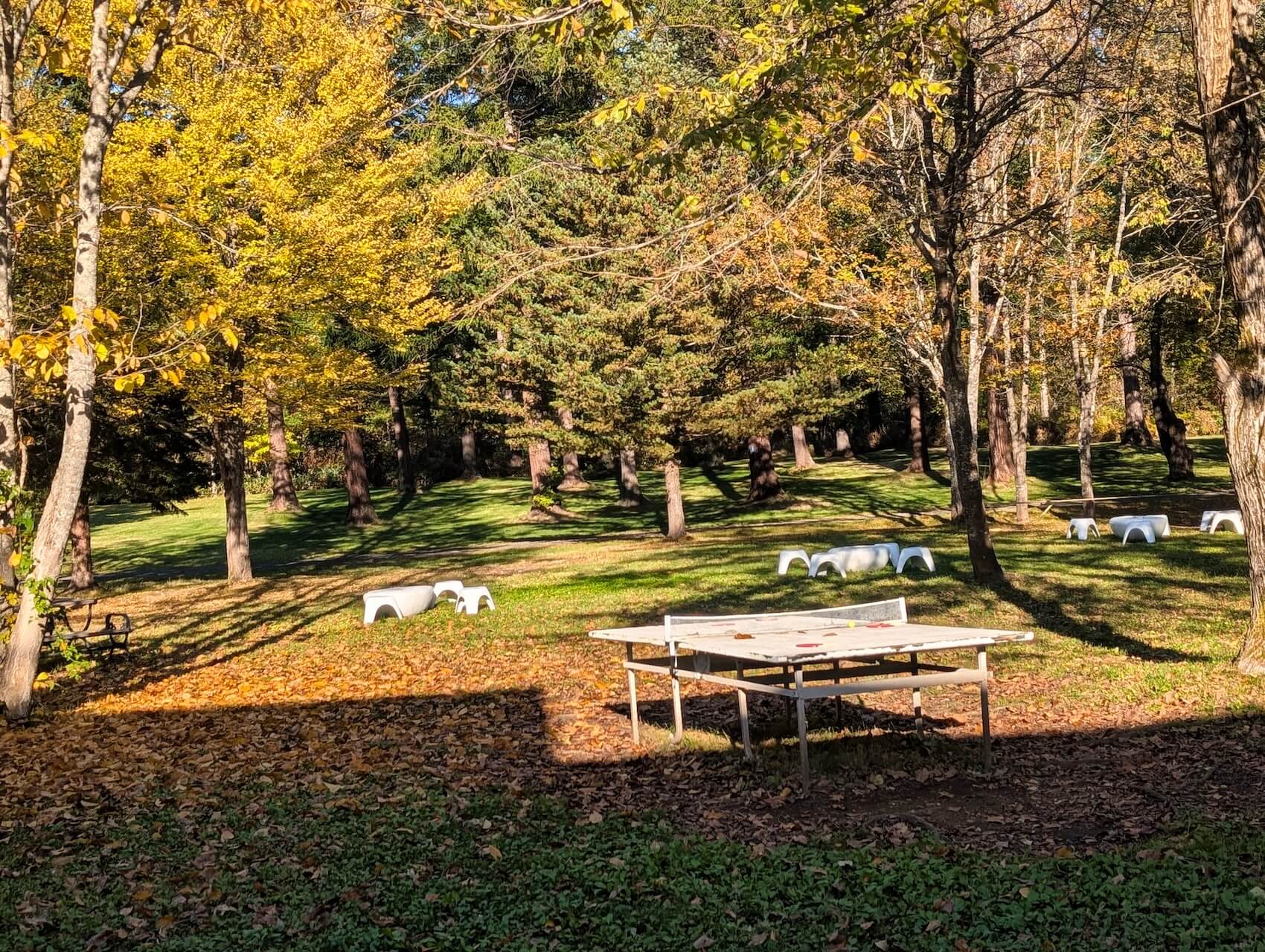 北海道富良野慢旅全指南！從青池到林道騎馬，湯咖哩名店、六花亭限定甜點、私房景點大公開